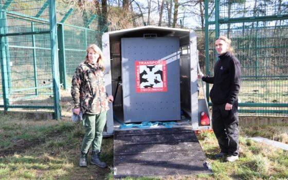 Lew z Gdańska pojechał do niemieckiego zoo