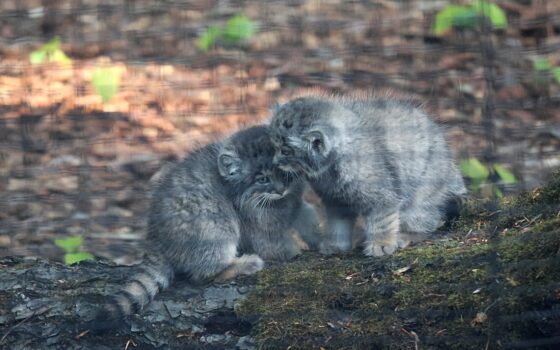 Małe manule w Gdańskim Ogrodzie Zoologicznym