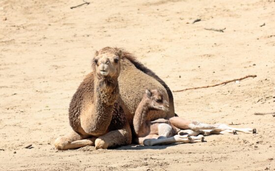 Wiosenne narodziny wielbłądów