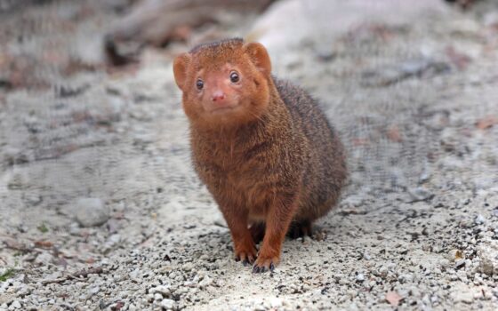 W zoo zamieszkały mangusteczki karłowate