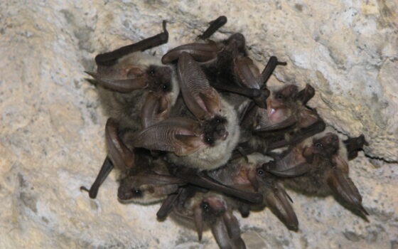 Wieczór z nietoperzami w ZOO Gdańsk