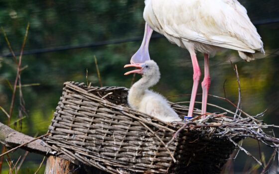 Sukces lęgowy w zoo