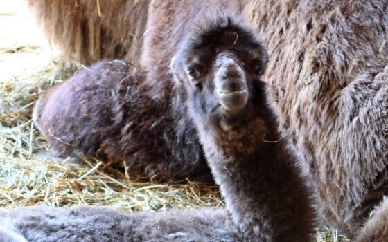 Wiosna w Gdańskim ZOO!