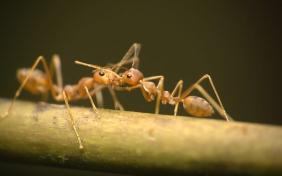 Weaver ant