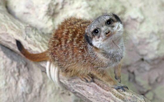 Nowi mieszkańcy w Gdański Ogród Zoologiczny – surykatki, pampasowiec i gepard