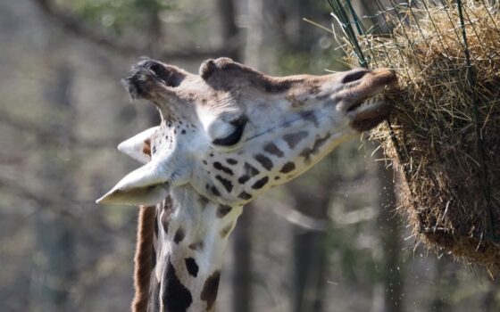Jesteśmy otwarci w majówkę!