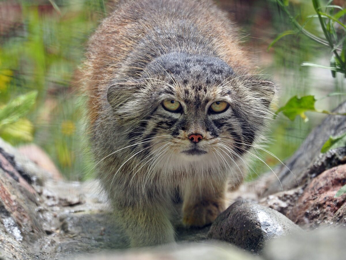 Manul Stepowy Manuel ZOO Gda ski Ogr d Zoologiczny