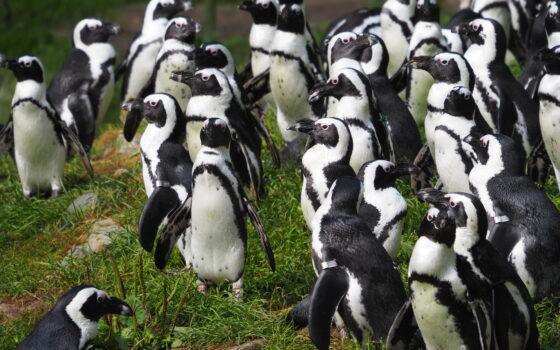 Stado pingwinów przylądkowych z gdańskiego zoo