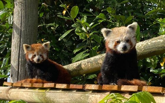 Samiec pandy małej z gdańskiego zoo pojechał do Amazon World ZOO w Wielkiej Brytanii. W zamian do Gdańska przyjechała samica!