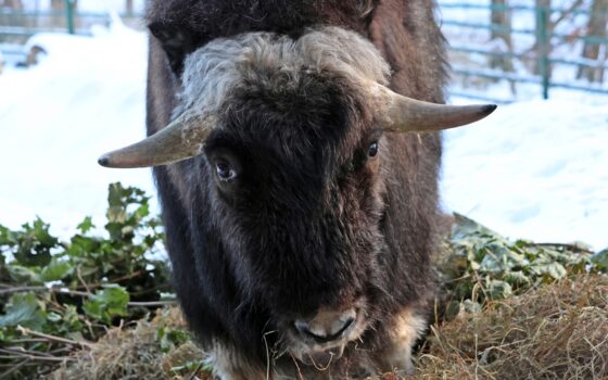 Nowy mieszkaniec Gdańskiego Zoo – jedyny piżmowół w Polsce