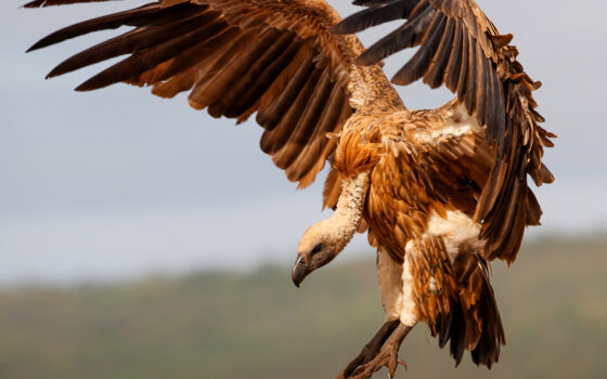 Sępy wracają – Fundacja ORLEN finansuje nową wolierę w Gdańskim ZOO