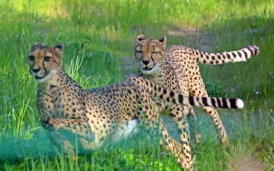 Gdański Ogród Zoologiczny - Gepardy w podróży Gepardy w podróży
