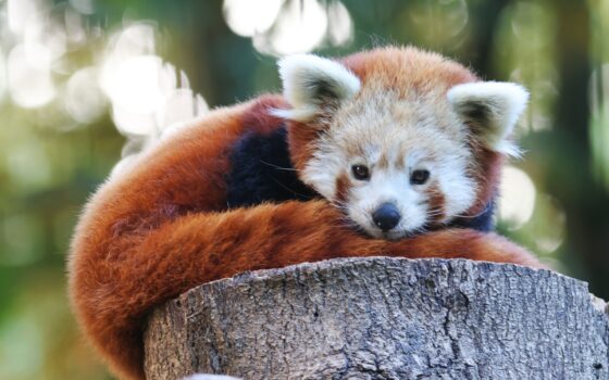 Nowy mieszkaniec gdańskiego zoo
