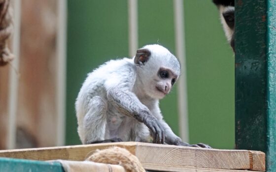 Urodził się samczyk gerezy abisyńskiej