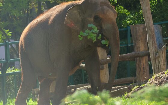 Gdański Ogród Zoologiczny - Bon voyage, Wiki! Bon voyage, Wiki!