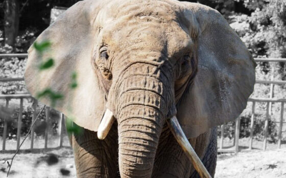 Gdański Ogród Zoologiczny - Pożegnanie Katki Pożegnanie Katki