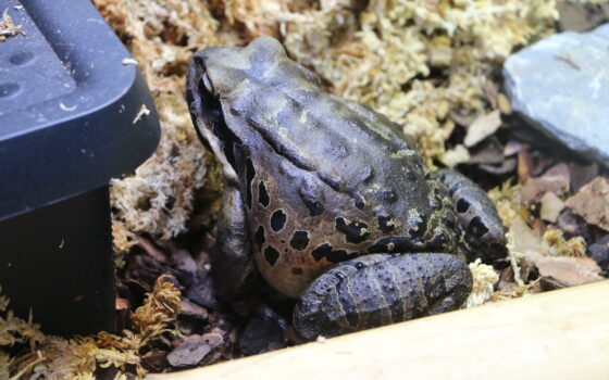 „Kurczaki górskie” zamieszkała w gdańskim zoo