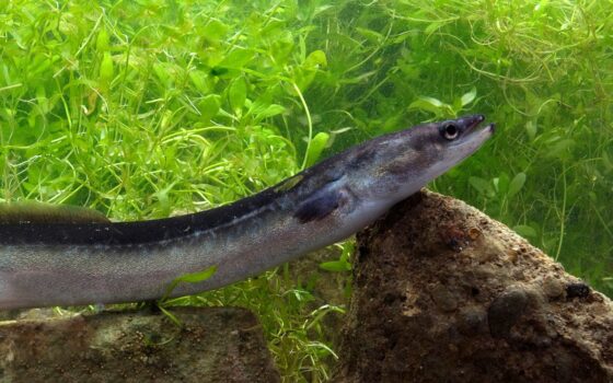 Rodzinne strony węgorza