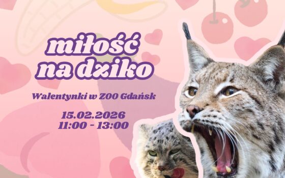 Miłość na dziko – kocie walentynki