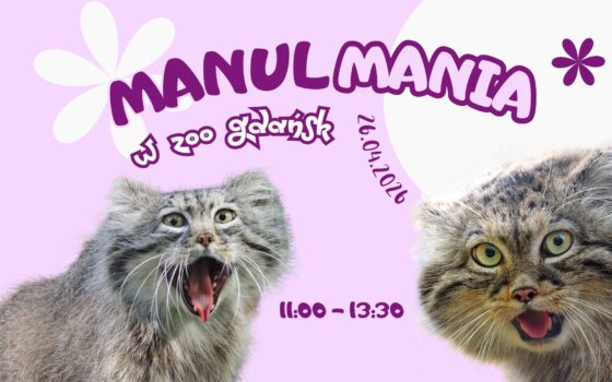 Manulmania w ZOO Gdańsk!