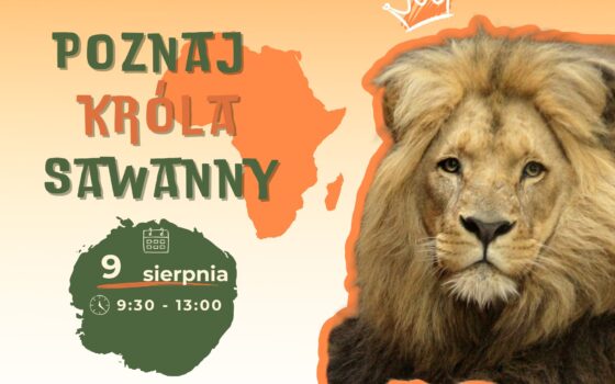 Gdański Ogród Zoologiczny - Poznaj króla sawanny! Poznaj króla sawanny!