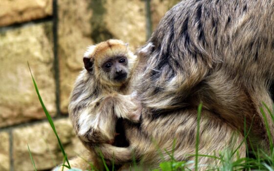 Kurier ZOO 2021
